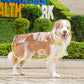 🐶Surprise Price: Only £8.99!!!💦Transparent Raincoat For Dog🐕‍🦺