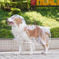 🐶Surprise Price: Only £8.99!!!💦Transparent Raincoat For Dog🐕‍🦺