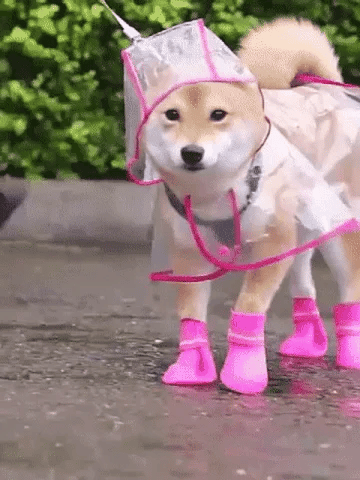 🐶Surprise Price: Only £8.99!!!💦Transparent Raincoat For Dog🐕‍🦺