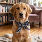 🥳Last Day Buy 1 Get 1 Free!!💦🐕Summer Pet Cooling Collar Wrap🧊🐱