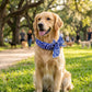 🥳Last Day Buy 1 Get 1 Free!!💦🐕Summer Pet Cooling Collar Wrap🧊🐱